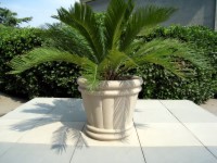 Our Stone Composite Urn Style Planters also look great with trees, shrubs and plants